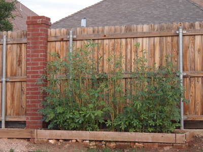 [A row of nearly 5 foot tall spindly green plants with 5-lobed leaves is in a boxed section agains the back side of a wooden fence.]